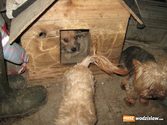 Zdjęcie w galerii na portalu naszwodzislaw.com: Zaniedbane, nieszczepione i żyły w skandalicznych warunkach! W Wodzisławiu odkryto hodowlę psów rasy York wiadomości z regionu