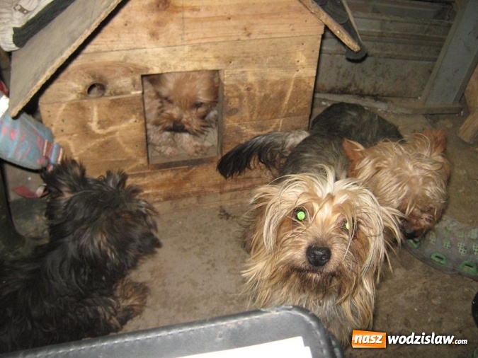Zdjęcie w galerii na portalu naszwodzislaw.com: Zaniedbane, nieszczepione i żyły w skandalicznych warunkach! W Wodzisławiu odkryto hodowlę psów rasy York wiadomości z regionu