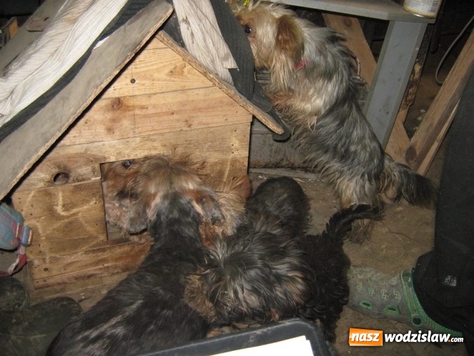 Zdjęcie w galerii na portalu naszwodzislaw.com: Zaniedbane, nieszczepione i żyły w skandalicznych warunkach! W Wodzisławiu odkryto hodowlę psów rasy York wiadomości z regionu
