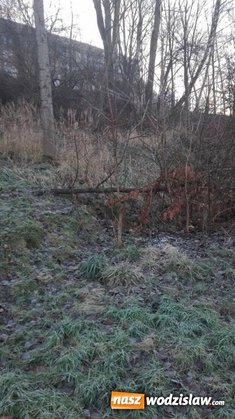 Zdjęcie w galerii na portalu naszwodzislaw.com: Porządkują Rodzinny Park Rozrywki  wiadomości z regionu