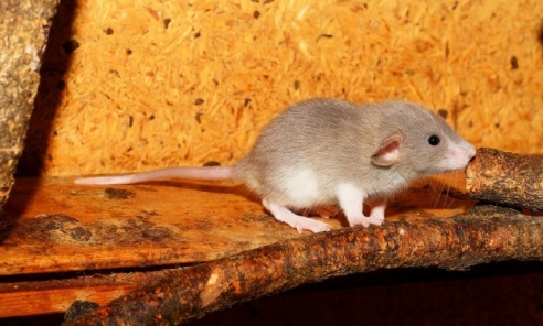 Nadchodzi czas jesiennej deratyzacji - Serwis informacyjny z Raciborza - naszraciborz.pl