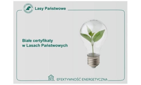 Białe certyfikaty w Lasach Państwowych - Serwis informacyjny z Wodzisławia Śląskiego - naszwodzislaw.com