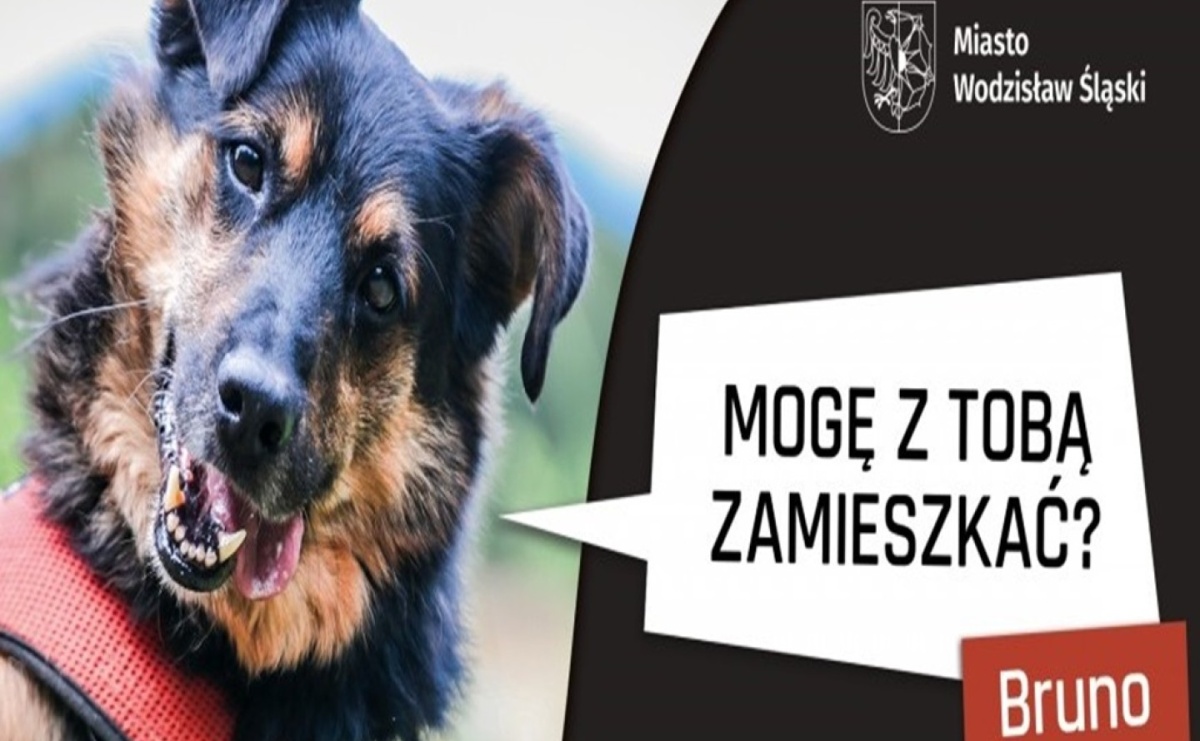 Poznajmy się w wodzisławskim przytulisku! - Serwis informacyjny z Raciborza - naszraciborz.pl