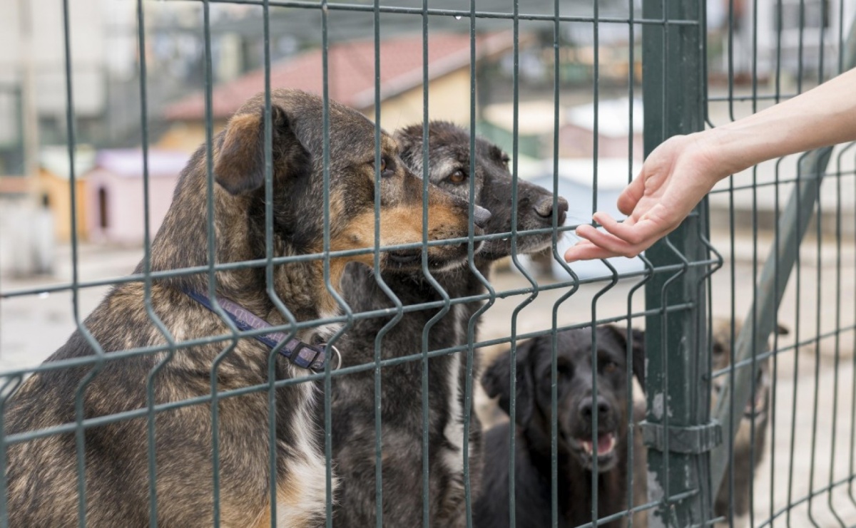 Konkurs ofert w zakresie ekologii i ochrony zwierząt - Serwis informacyjny z Raciborza - naszraciborz.pl
