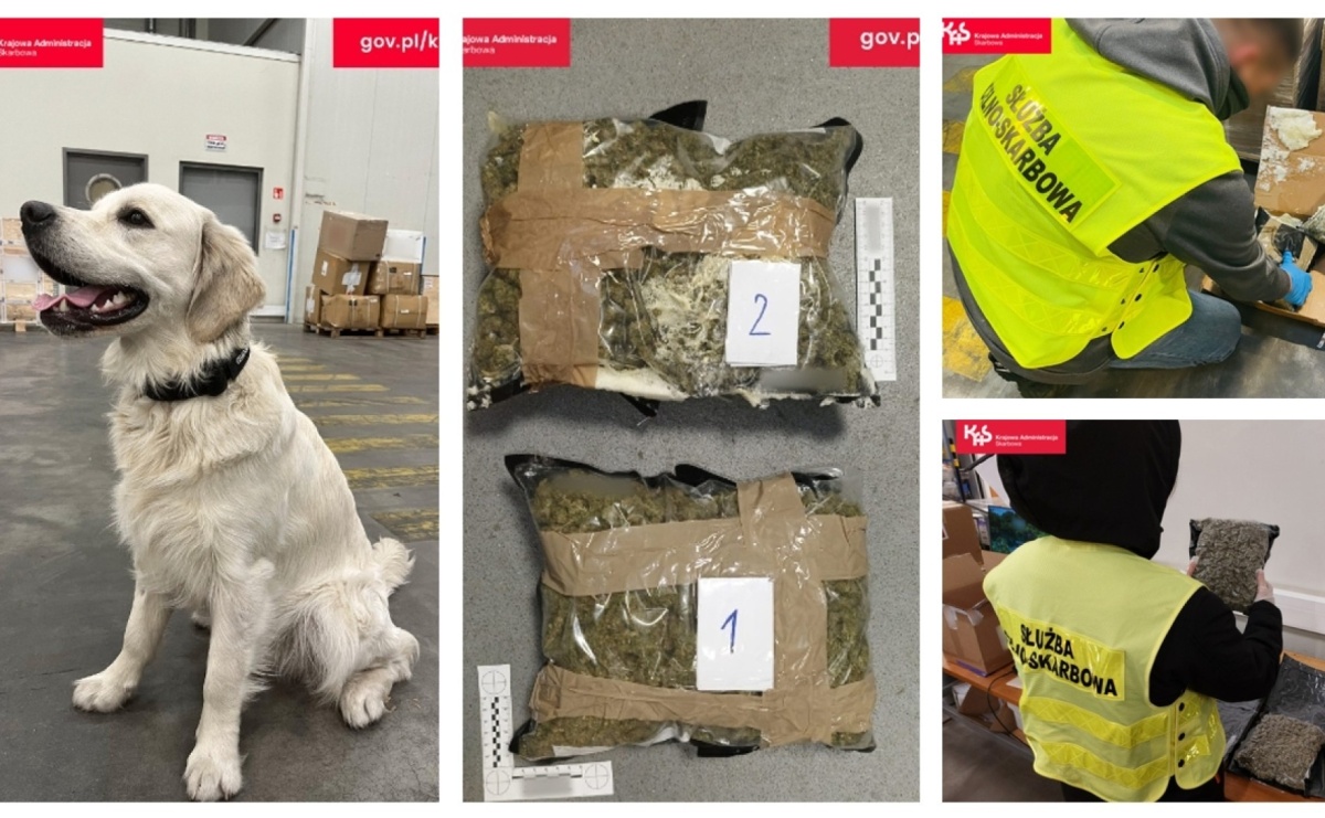 Czworonożny funkcjonariusz Kodi ujawnił przemyt - Serwis informacyjny z Raciborza - naszraciborz.pl