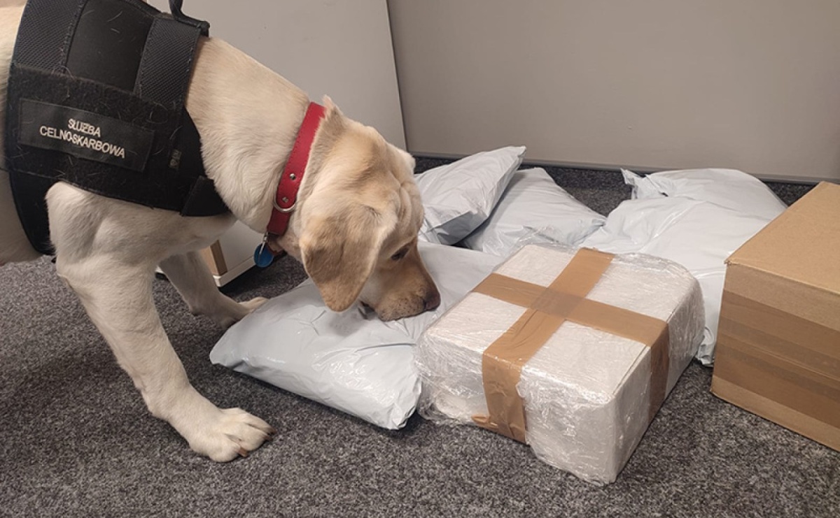 Suczka Beti wywęszyła 19 kilogramów tytoniu w paczkach kurierskich - Serwis informacyjny z Raciborza - naszraciborz.pl