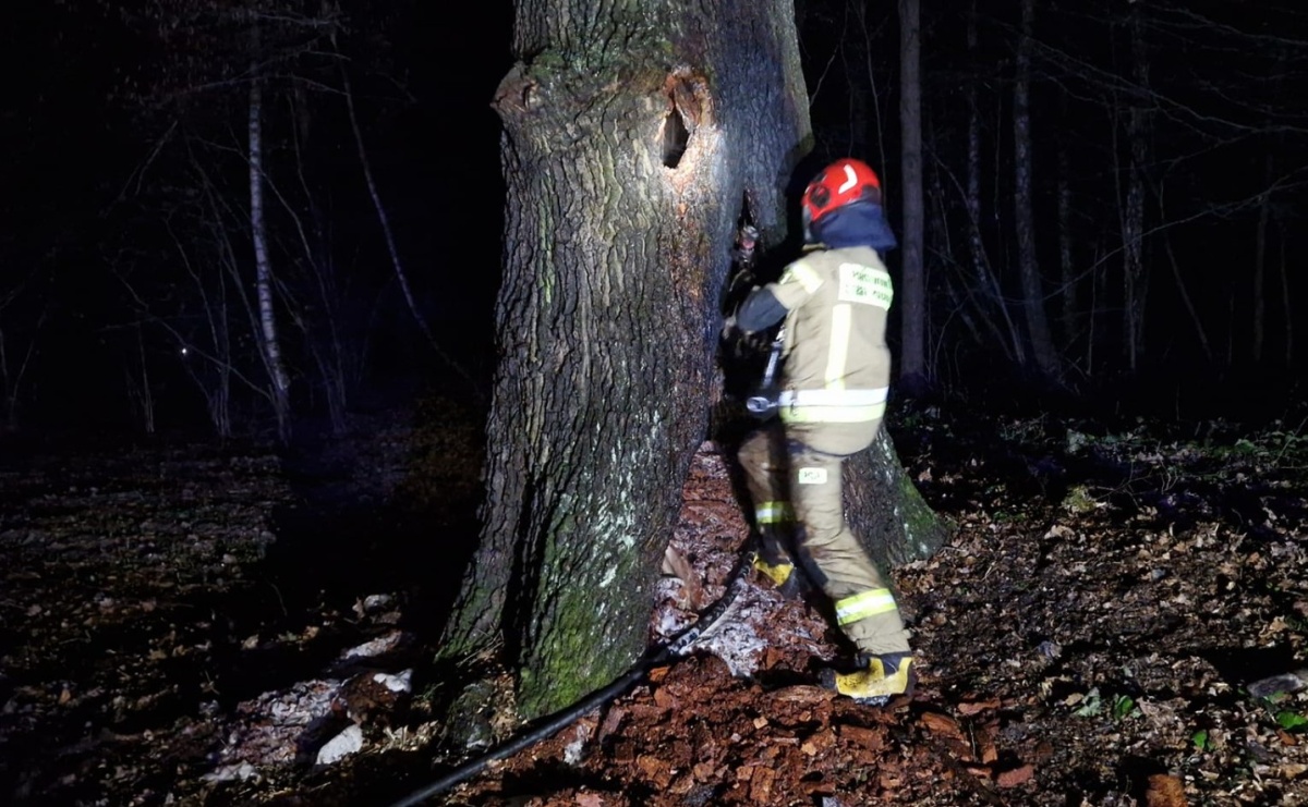 Dębowy weteran padł ofiarą wandali - Serwis informacyjny z Wodzisławia Śląskiego - naszwodzislaw.com