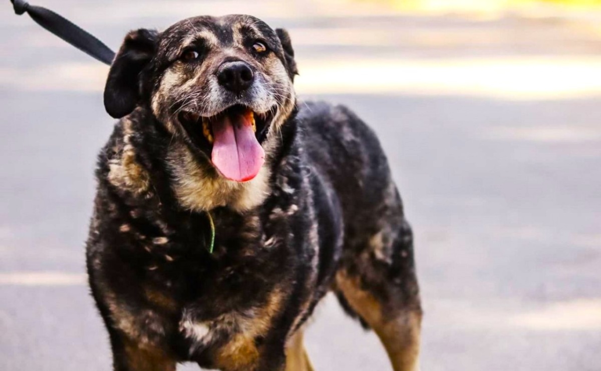 Wiemy, kto zajmie się bezdomnymi zwierzętami - Serwis informacyjny z Raciborza - naszraciborz.pl