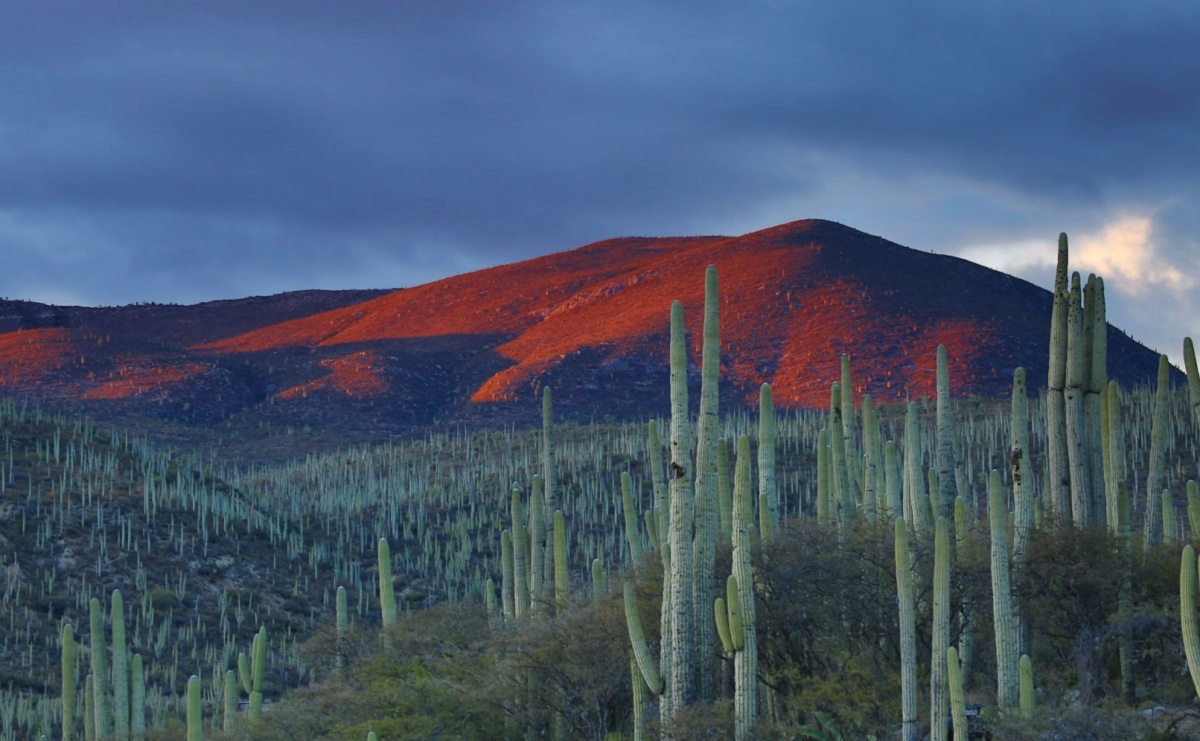 Peso meksykańskie: Symbolem kultury i historii - Serwis informacyjny z Raciborza - naszraciborz.pl