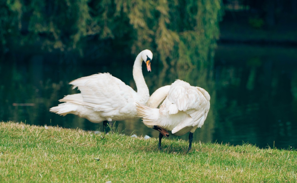 Łabędzie powróciły do Parku Zamkowego - Serwis informacyjny z Wodzisławia Śląskiego - naszwodzislaw.com