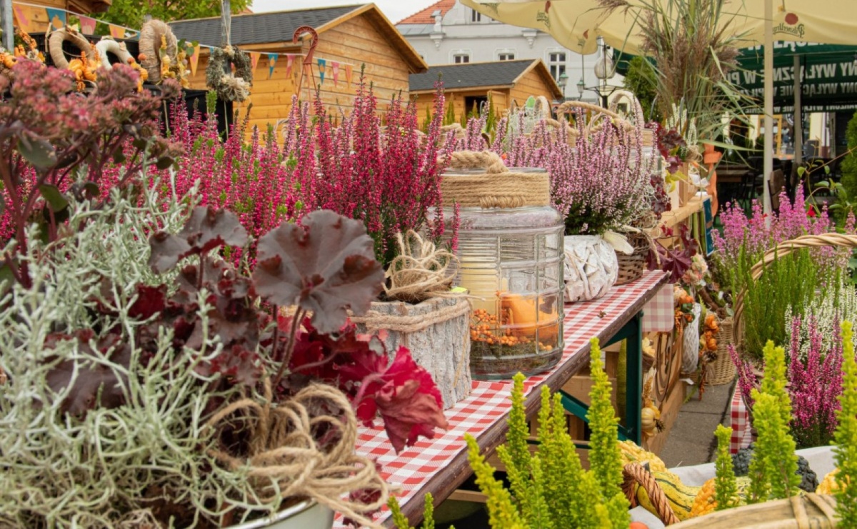 Kwiatobazar w Wodzisławiu Śląskim. Miasto poszukuje sprzedawców kwiatów i sadzonek - Serwis informacyjny z Wodzisławia Śląskiego - naszwodzislaw.com