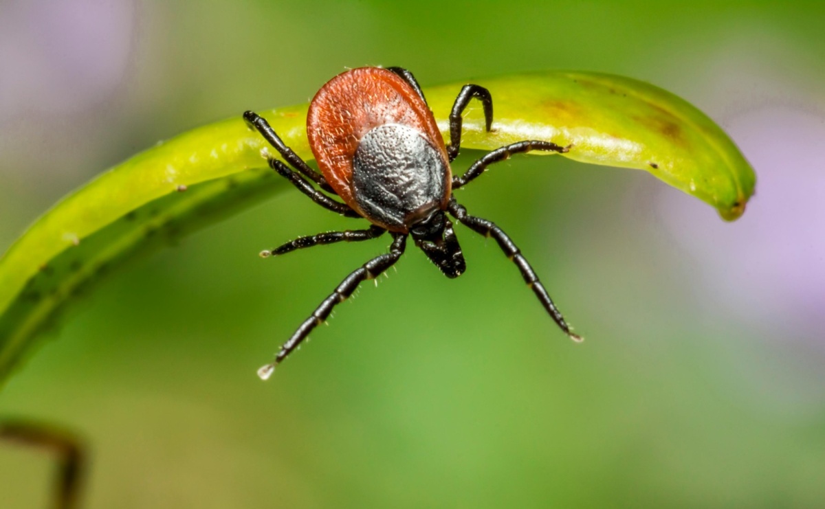 Majówka z kleszczami? Chroń siebie i bliskich przed kleszczowym zapaleniem mózgu - Serwis informacyjny z Raciborza - naszraciborz.pl
