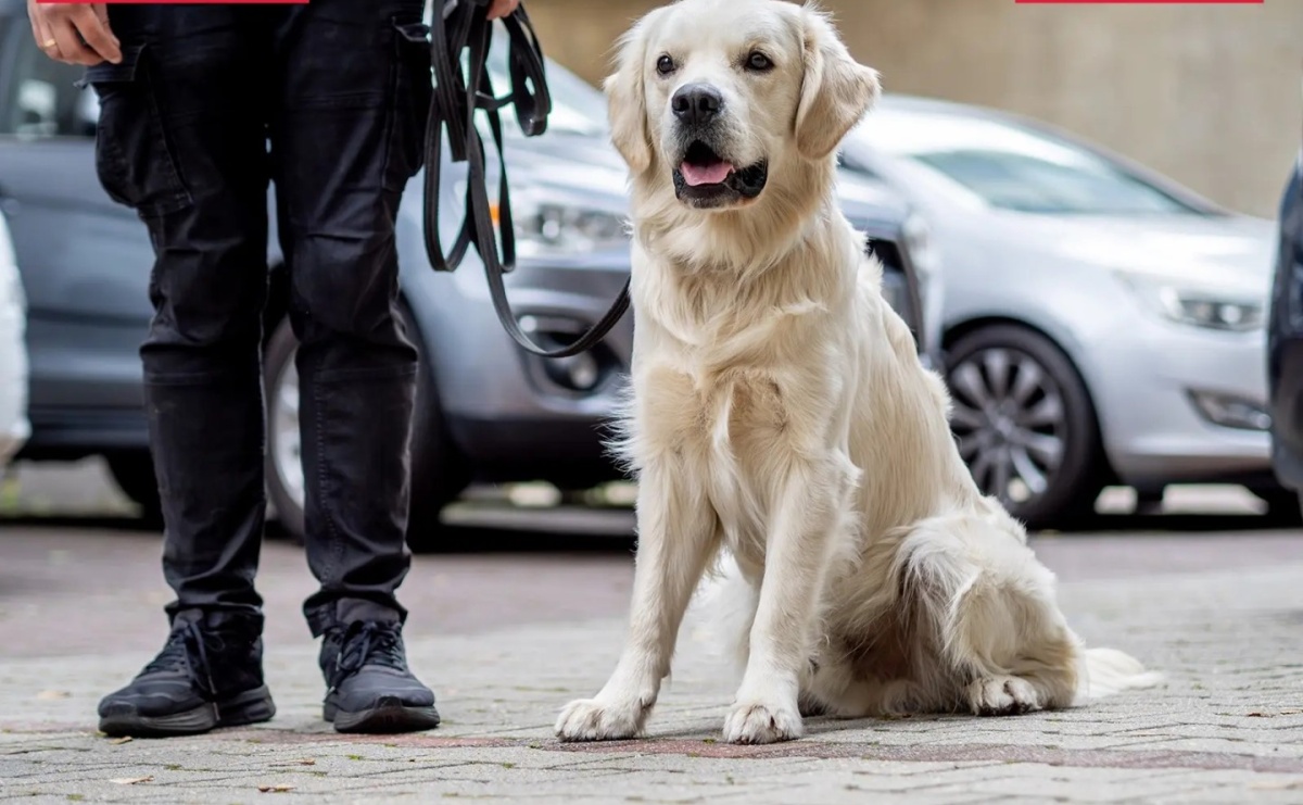 KAS wykryła w przesyłce pocztowej środki odurzające - Serwis informacyjny z Wodzisławia Śląskiego - naszwodzislaw.com