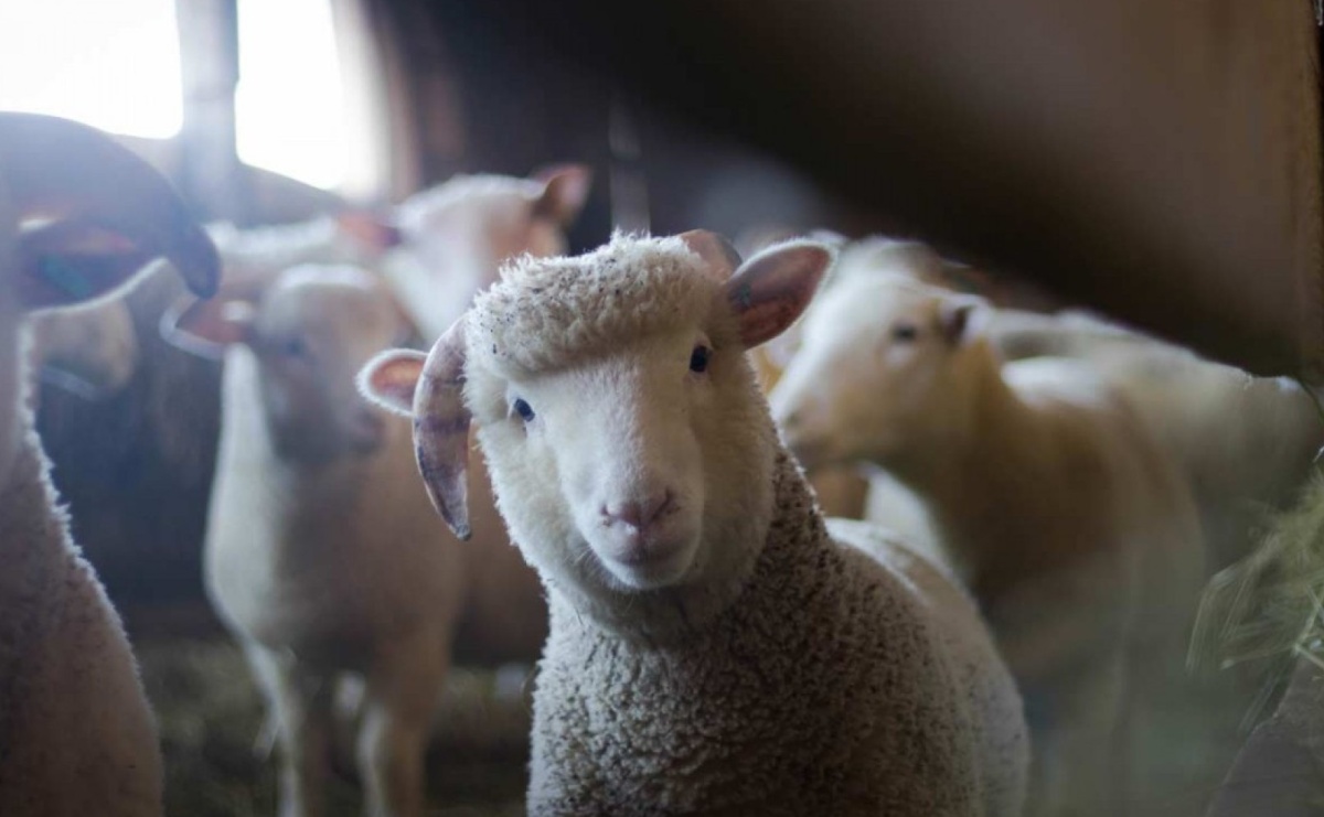 Dotacje w ramach Programu Owca Plus - Serwis informacyjny z Raciborza - naszraciborz.pl