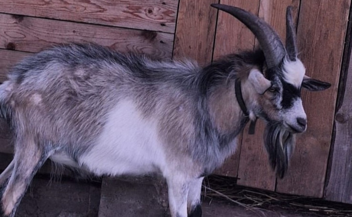 Właściciel kozła poszukiwany. Zwierzę znaleziono w Rogowie - Serwis informacyjny z Raciborza - naszraciborz.pl
