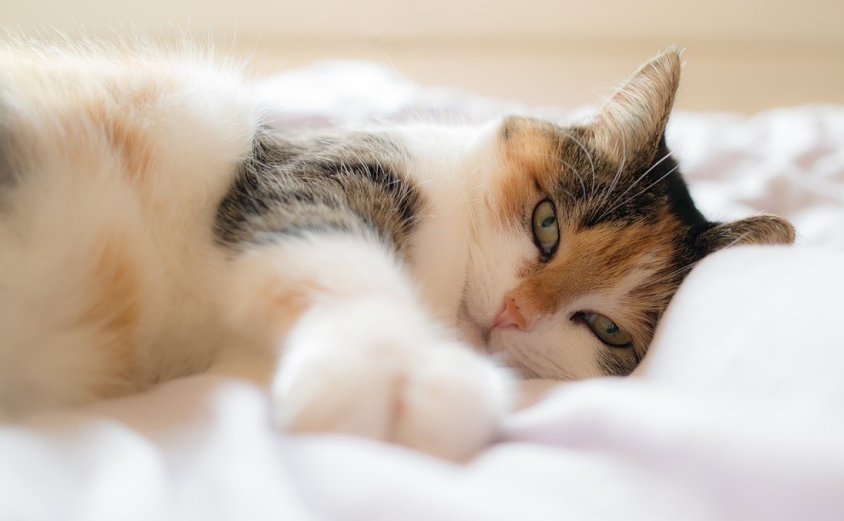 Bezpłatna sterylizacja i kastracja kotów - Serwis informacyjny z Raciborza - naszraciborz.pl