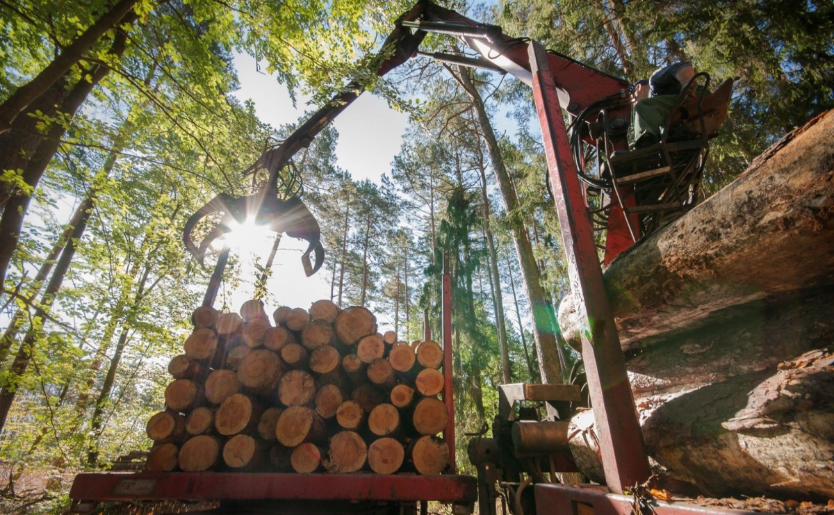 Drewno surowcem strategicznym - apel Lasów Państwowych do Ministerstwa Klimatu i Środowiska - Serwis informacyjny z Wodzisławia Śląskiego - naszwodzislaw.com