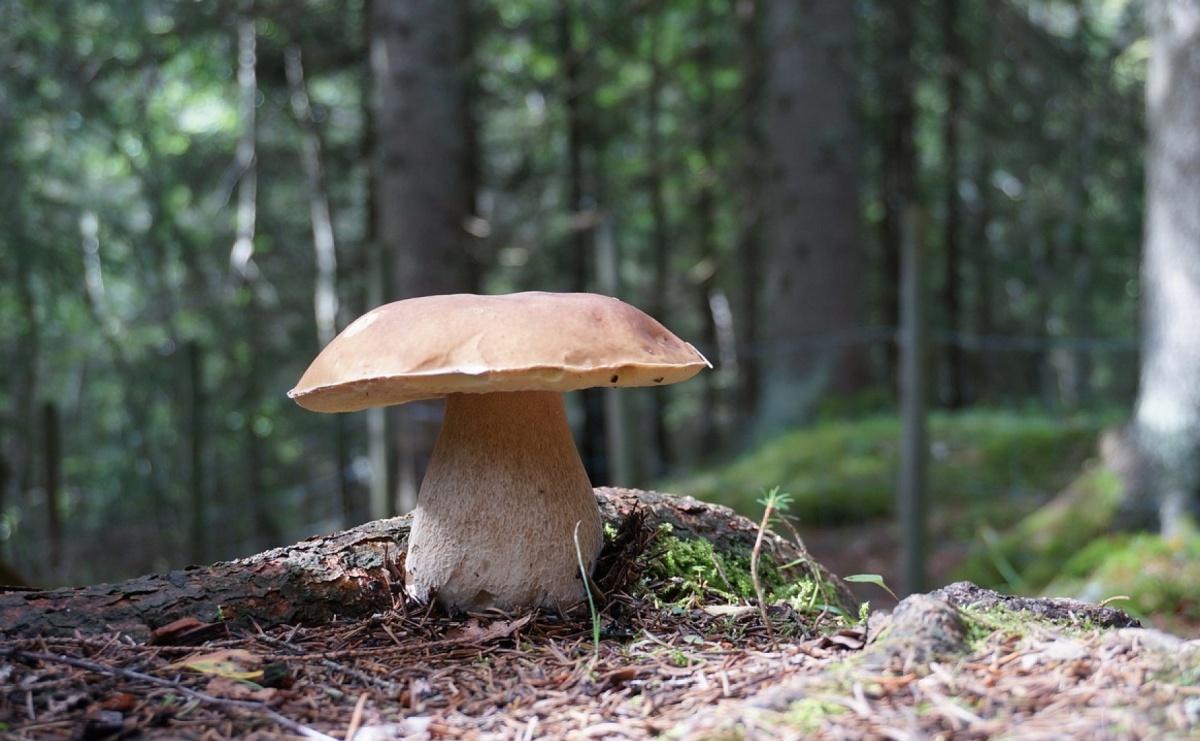 Bezpieczne grzybobranie. Policja przypomina najważniejsze zasady - Serwis informacyjny z Raciborza - naszraciborz.pl