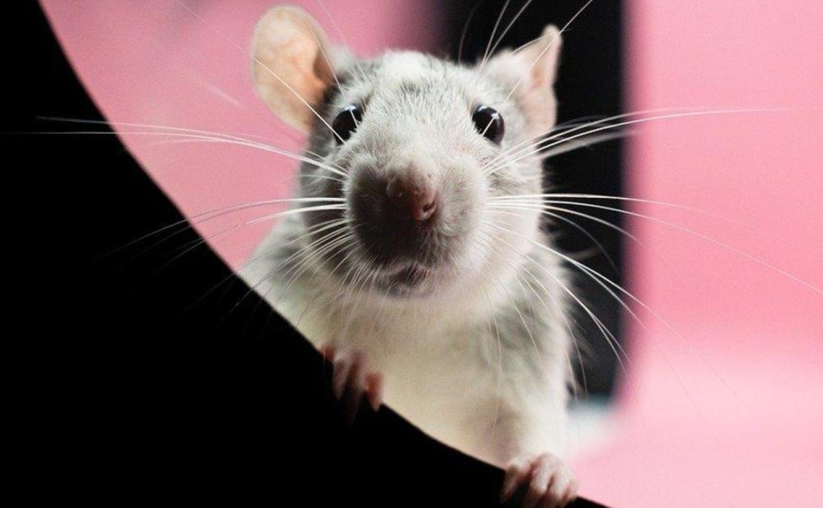 Czas na jesienną deratyzację - Serwis informacyjny z Raciborza - naszraciborz.pl