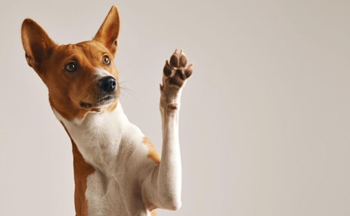 Kolagen dla psa - kiedy warto suplementować? - Serwis informacyjny z Raciborza - naszraciborz.pl