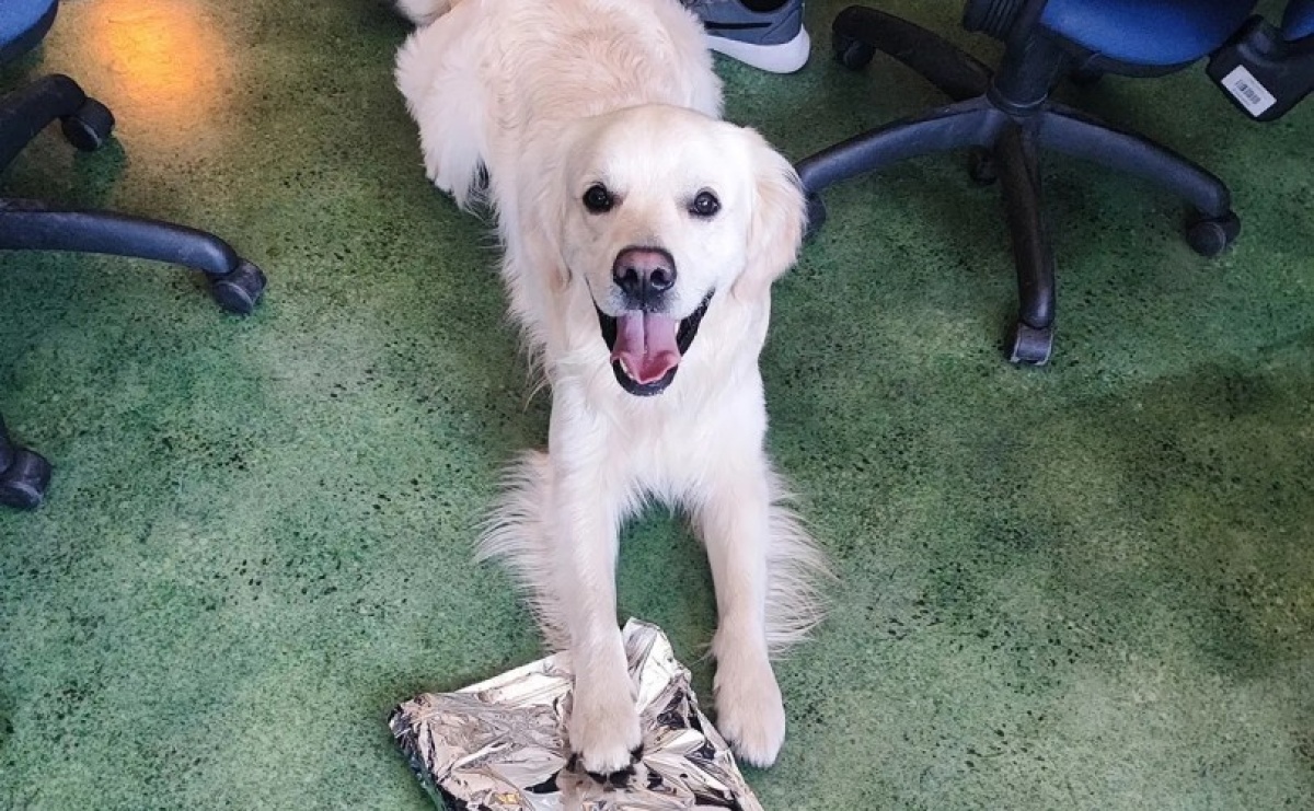 Pies Kodi złapał trop. KAS wykryła środki odurzające w przesyłce i mieszkaniu - Serwis informacyjny z Wodzisławia Śląskiego - naszwodzislaw.com