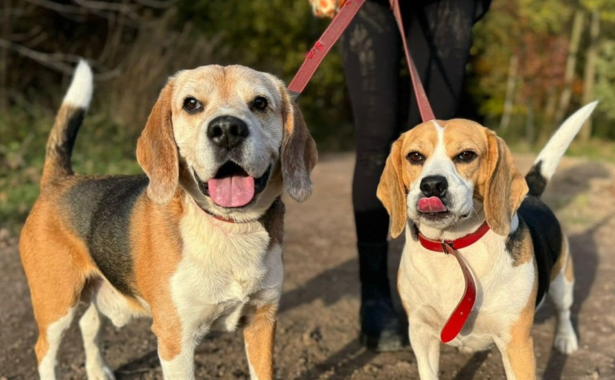 Daj zwierzęciu drugą szansę. Nie kupuj, adoptuj! - Serwis informacyjny z Raciborza - naszraciborz.pl