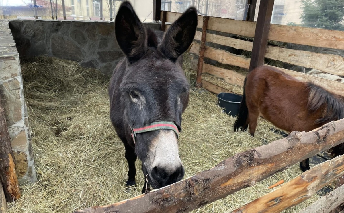 Odwiedź Lucynkę i Svena. Żywa stajenka w Wodzisławiu Śląskim - Serwis informacyjny z Raciborza - naszraciborz.pl