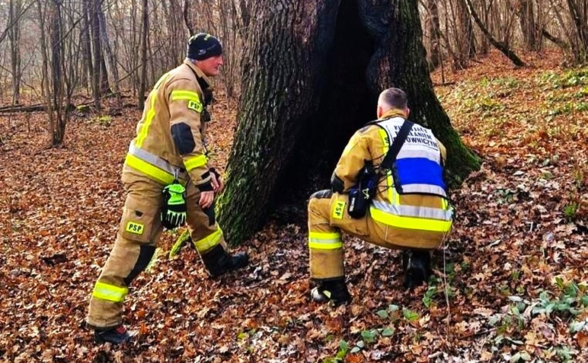 Dąb w Rodzinnym Parku Rozrywki padł ofiarą podpalaczy już po raz drugi - Serwis informacyjny z Raciborza - naszraciborz.pl