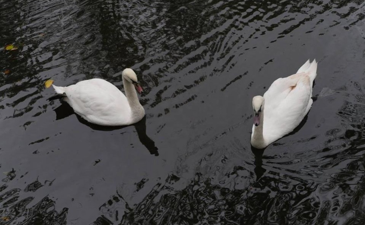 Romeo i Julia zimują na Wilchwach - Serwis informacyjny z Wodzisławia Śląskiego - naszwodzislaw.com