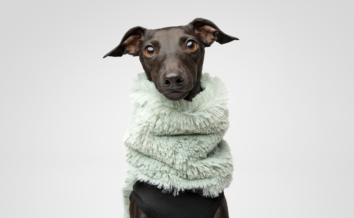 Greyhound – pies z klasą, szybkość i wdzięk w jednym - Serwis informacyjny z Raciborza - naszraciborz.pl