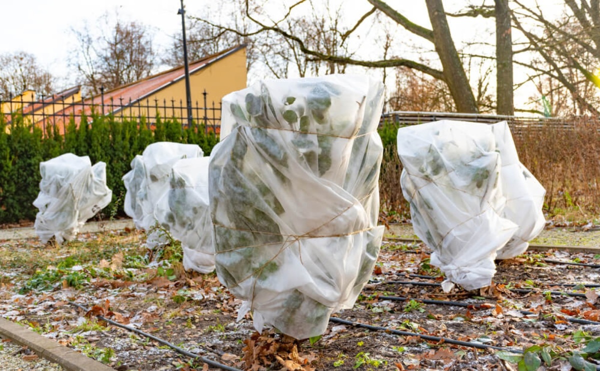 Ogród zimą – jak zadbać o rośliny w mroźne dni? - Serwis informacyjny z Raciborza - naszraciborz.pl