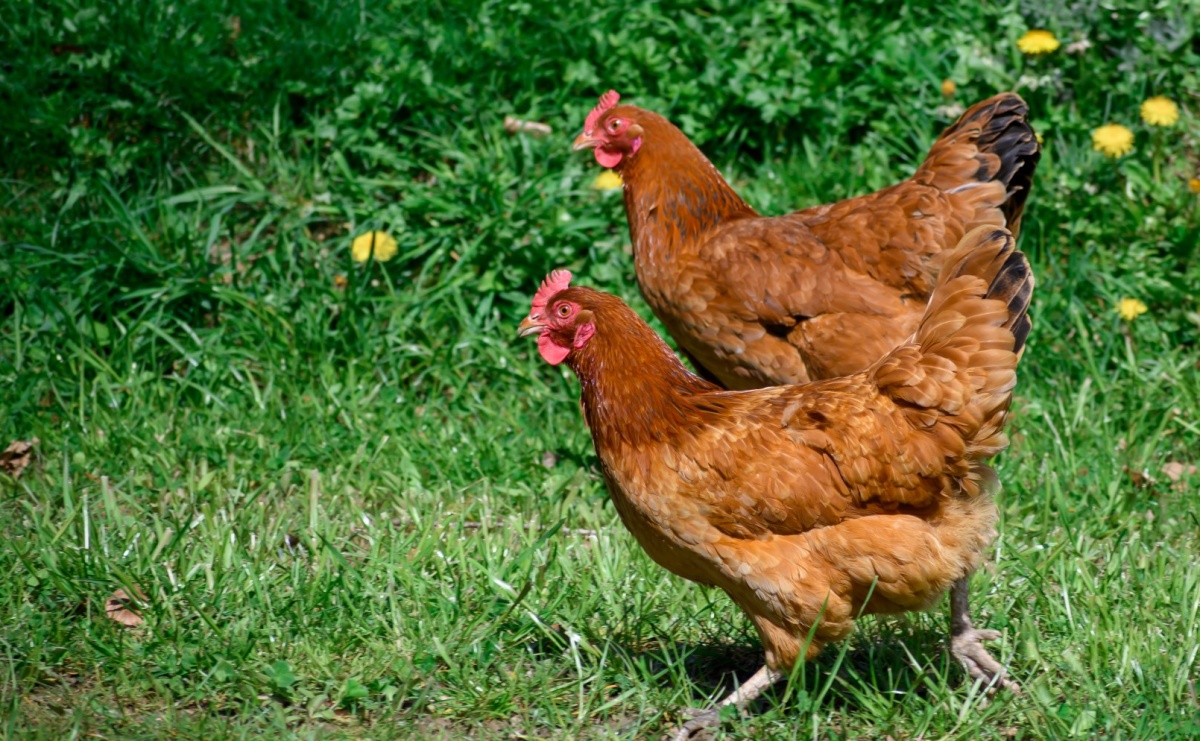 Najlepsza pasza dla kur – jak wybrać odpowiednią dla Twojej hodowli? - Serwis informacyjny z Raciborza - naszraciborz.pl