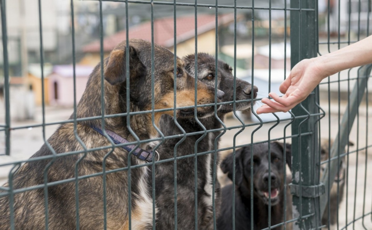 Konkurs ofert w zakresie ekologii i ochrony zwierząt - Serwis informacyjny z Raciborza - naszraciborz.pl