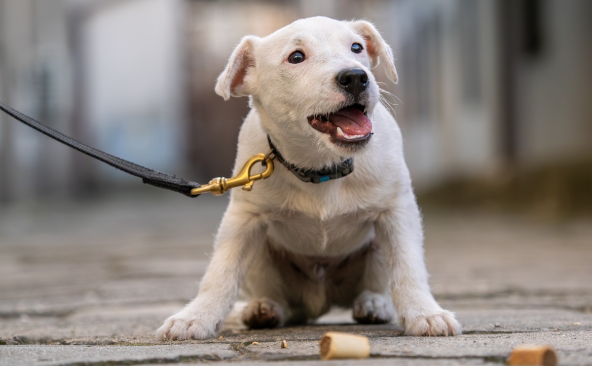 Gdzie człowiek nie może, tam nos Irona pomoże - Serwis informacyjny z Wodzisławia Śląskiego - naszwodzislaw.com