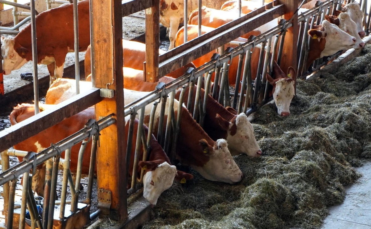 Pryszczyca na Węgrzech. Działania zapobiegawcze w powiecie - Serwis informacyjny z Raciborza - naszraciborz.pl