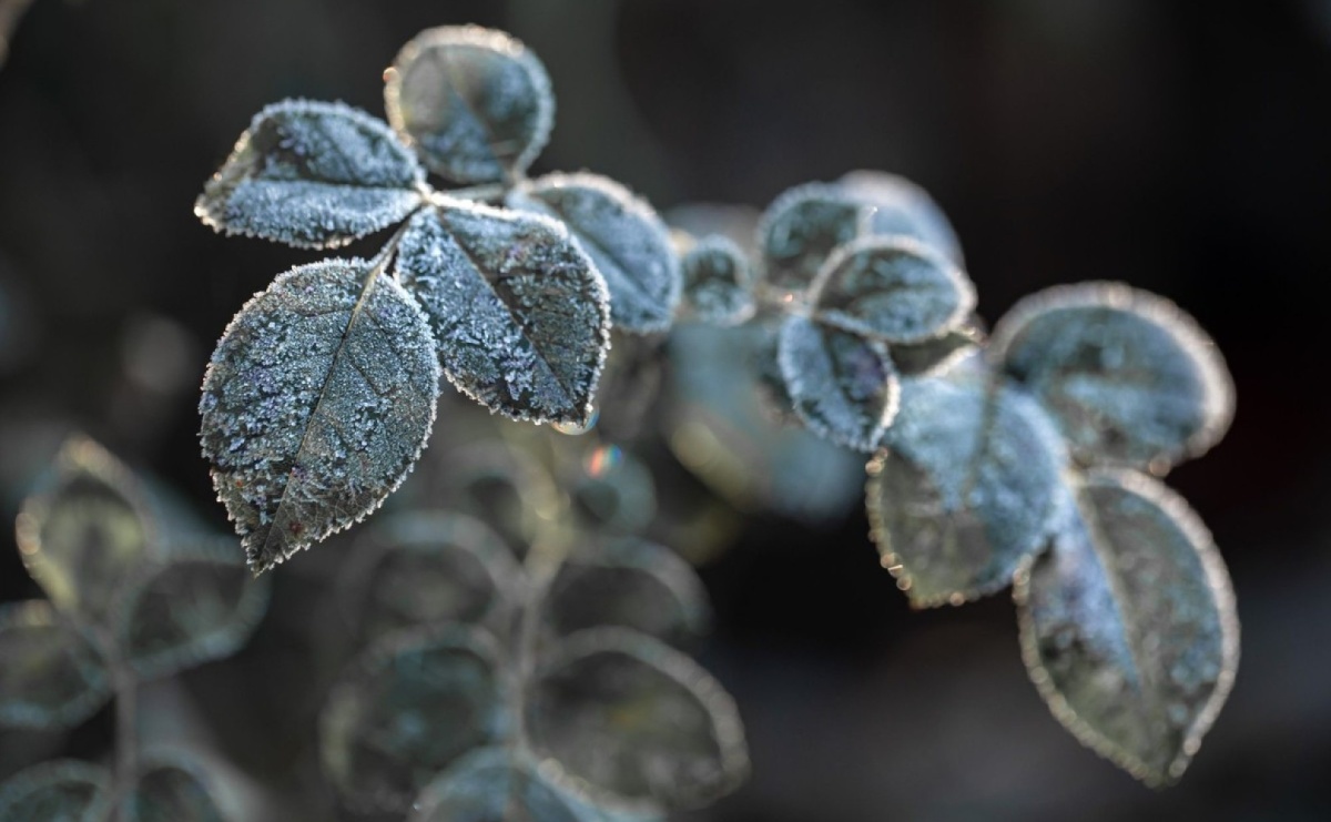IMGW ostrzega przed przymrozkami - Serwis informacyjny z Wodzisławia Śląskiego - naszwodzislaw.com
