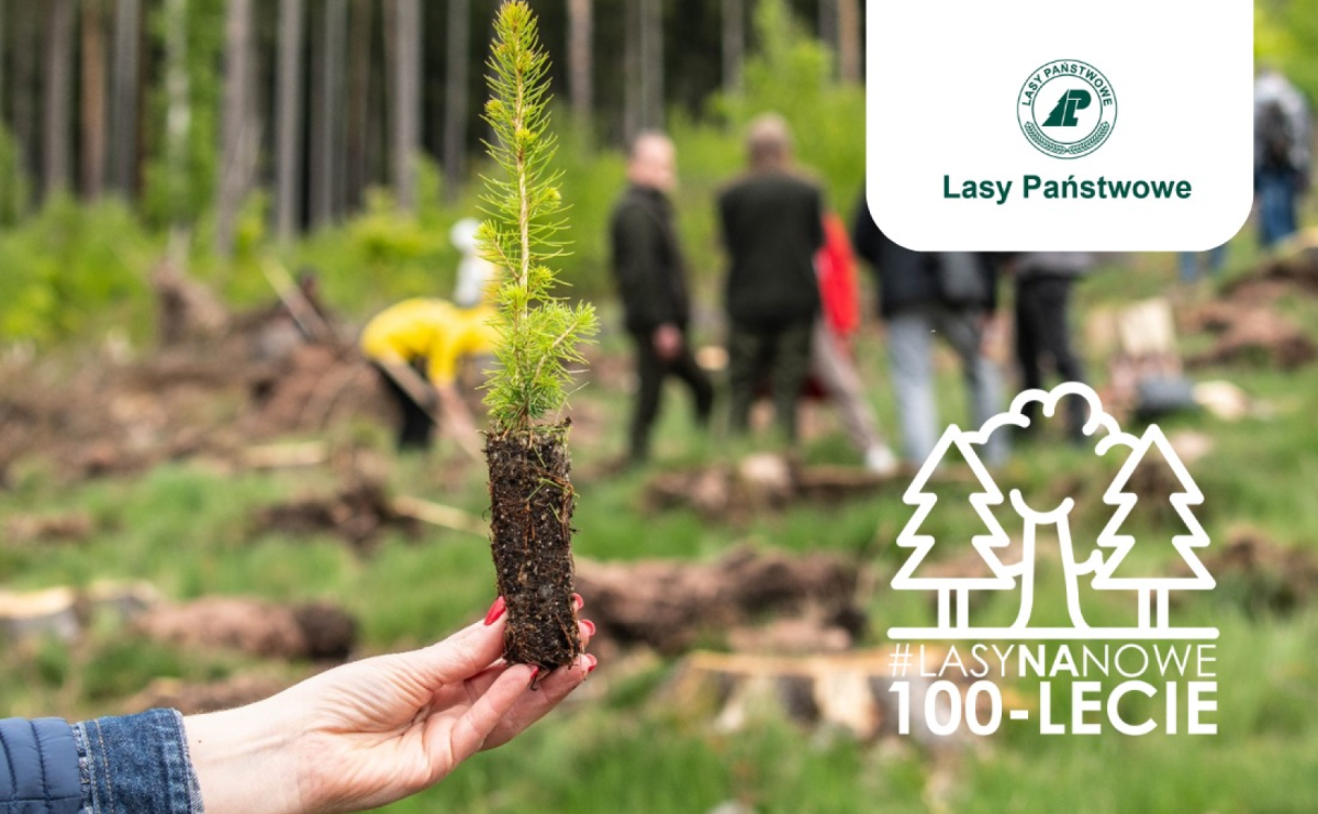 Lasy na nowe 100-lecie – wielka akcja sadzenia drzew z okazji Międzynarodowego Dnia Lasów - Serwis informacyjny z Raciborza - naszraciborz.pl