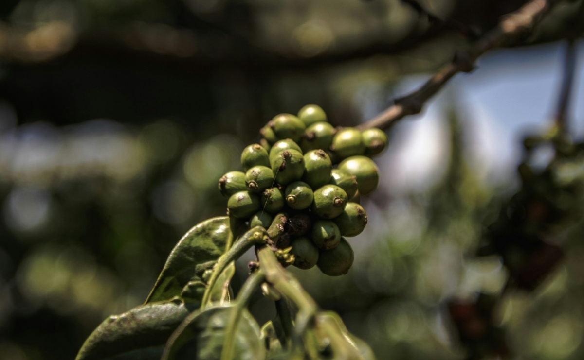 Kawy z Afryki - Serwis informacyjny z Wodzisławia Śląskiego - naszwodzislaw.com