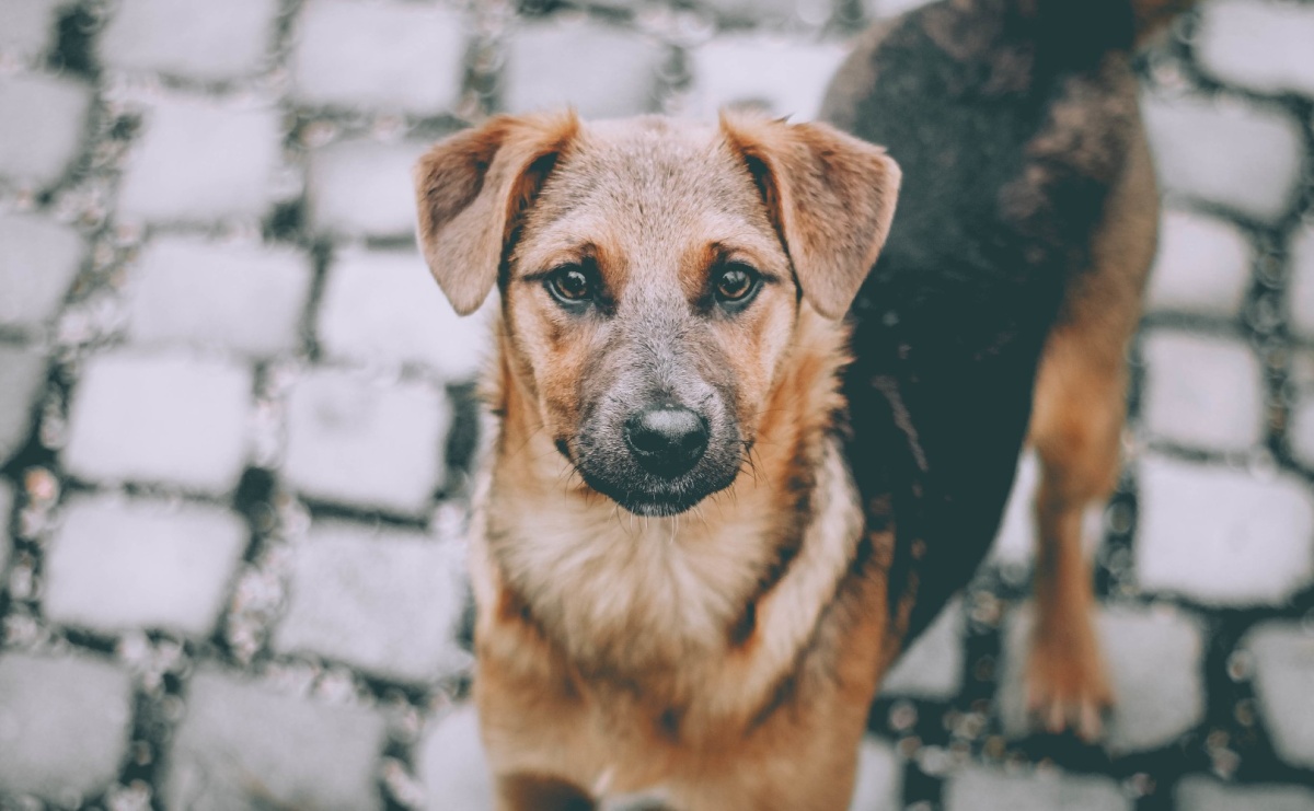 Wodzisław Śląski kontynuuje działania na rzecz bezdomnych zwierząt - Serwis informacyjny z Raciborza - naszraciborz.pl