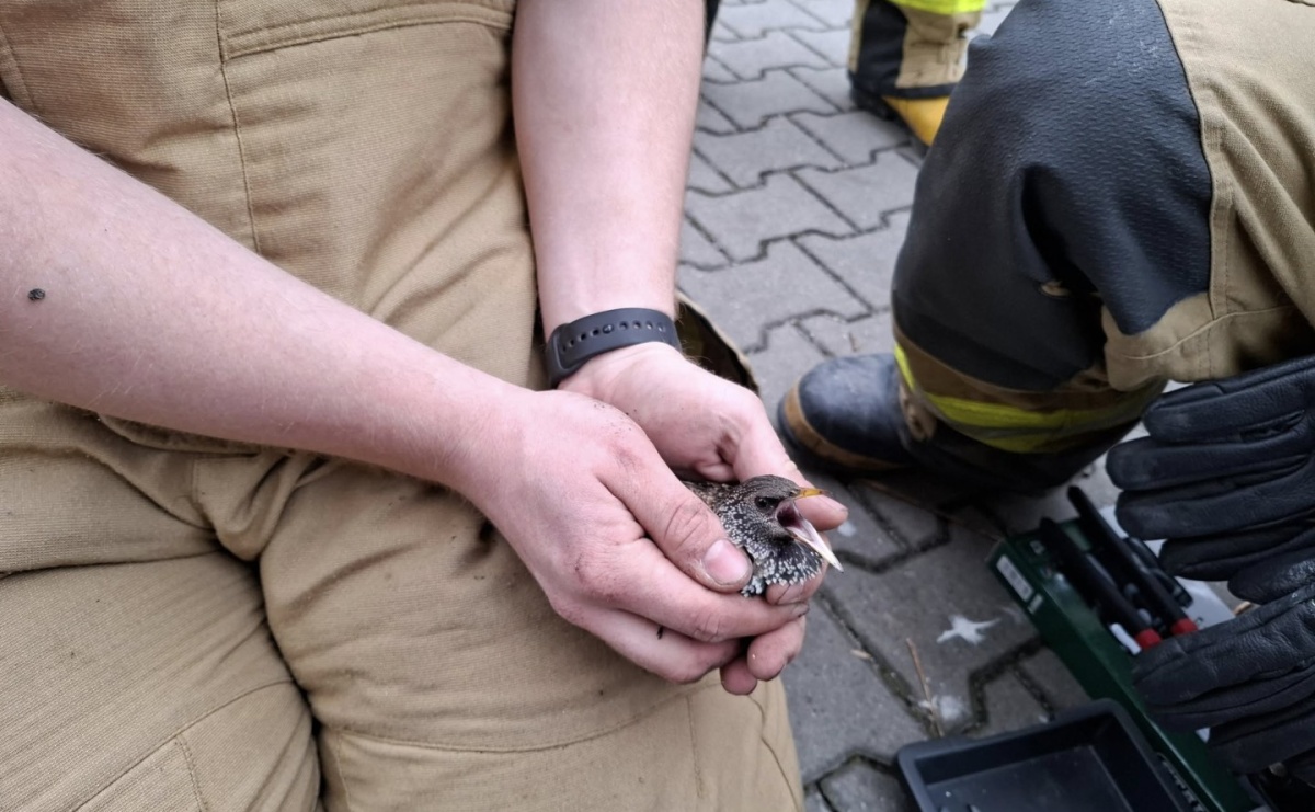 Strażacy z Mszany uratowali szpaka uwięzionego w rynnie - Serwis informacyjny z Raciborza - naszraciborz.pl