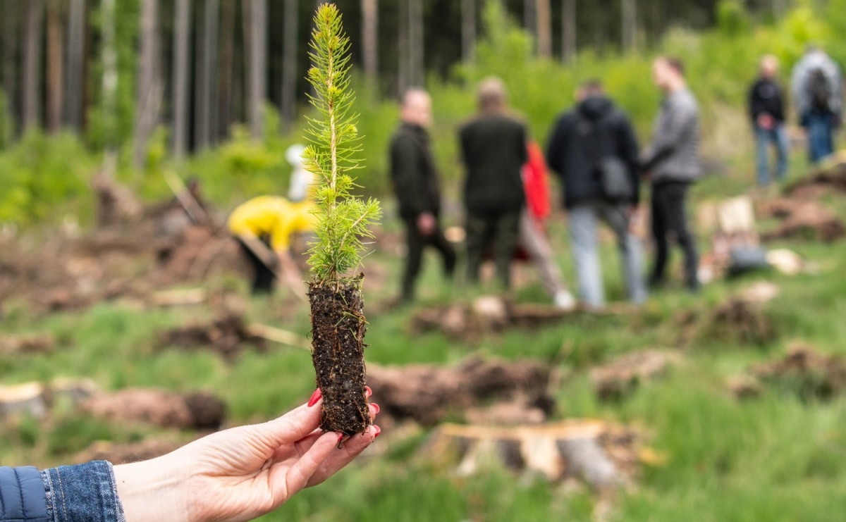 Lasy na nowe 100-lecie – leśnicy sadzą pół miliarda drzew rocznie - Serwis informacyjny z Raciborza - naszraciborz.pl