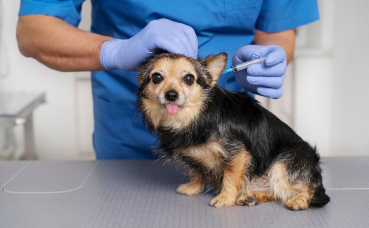 Pamiętasz o corocznym szczepieniu psów na wściekliznę? - Serwis informacyjny z Raciborza - naszraciborz.pl