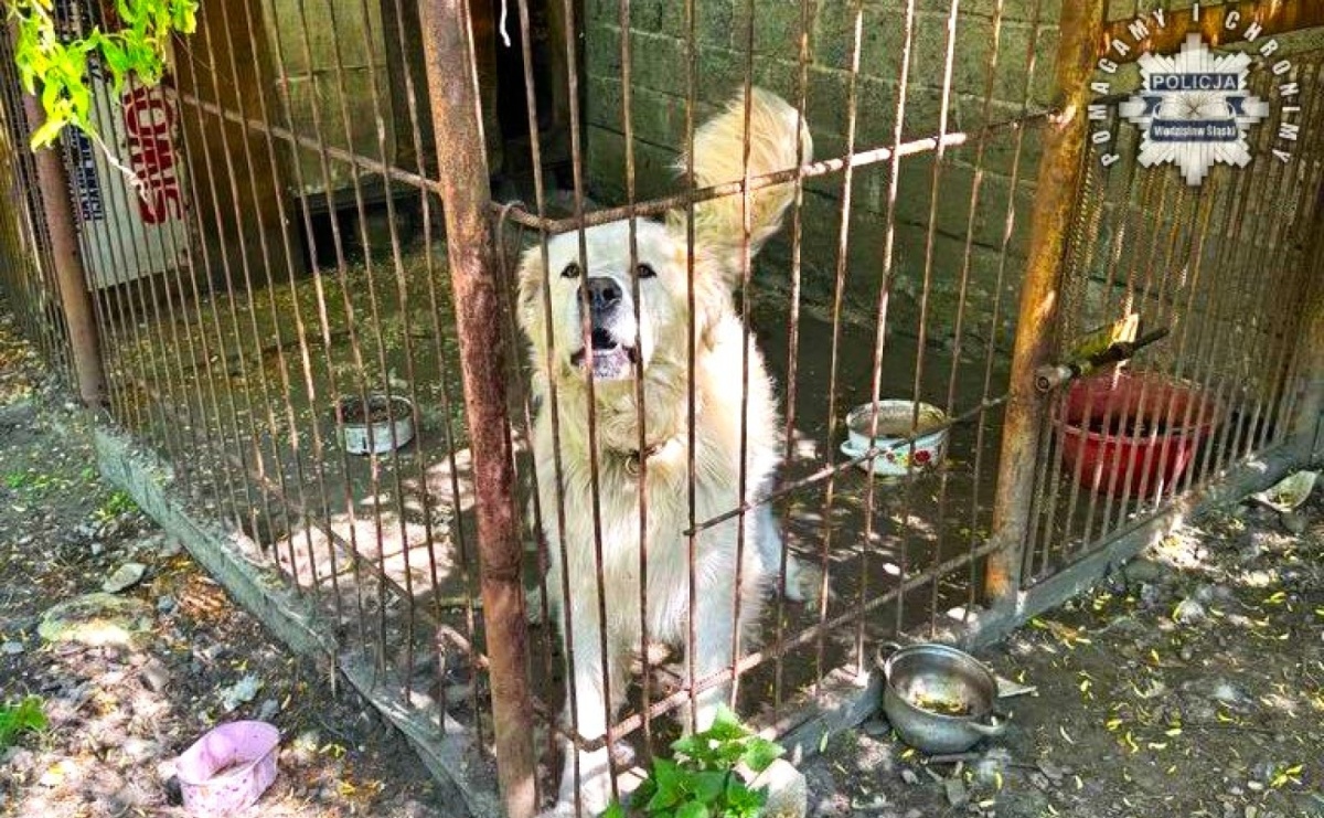 10-latek pogryziony przez psa. Chłopiec trafił do szpitala - Serwis informacyjny z Raciborza - naszraciborz.pl