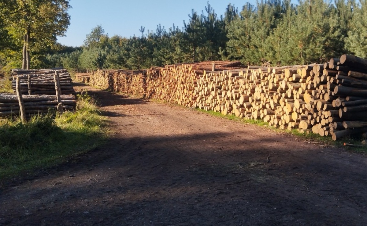 LIST DO REDAKCJI Lasy rudzkie kiedyś były cennymi płucami Śląska – co się z nimi dzieje? - Serwis informacyjny z Raciborza - naszraciborz.pl