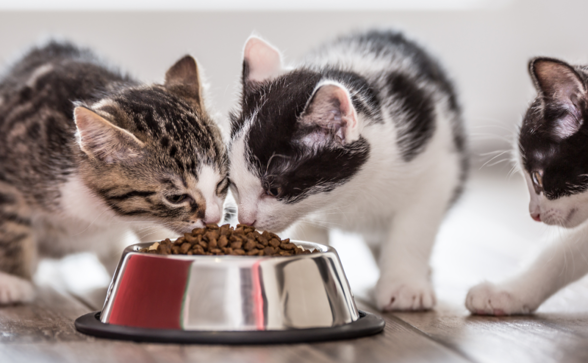 Kot domowy, a swobodnie wychodzący - dlaczego powinniśmy dostosować dietę do jego stylu życia - Serwis informacyjny z Raciborza - naszraciborz.pl