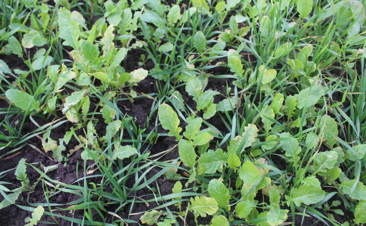 Zwalczanie samosiewów rzepaku w pszenicy – skuteczne metody i preparaty jesienią - Serwis informacyjny z Raciborza - naszraciborz.pl