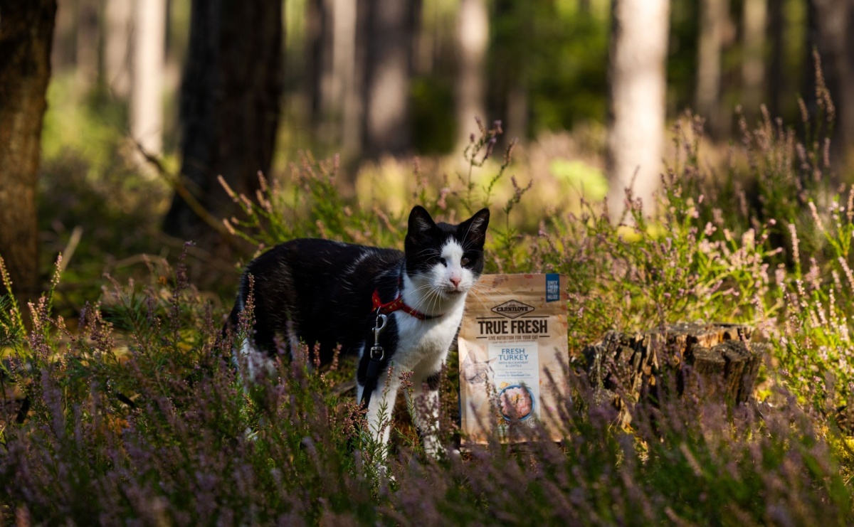 Jakie jedzenie dla kota wybrać, aby zapewnić mu zdrową dietę? - Serwis informacyjny z Raciborza - naszraciborz.pl