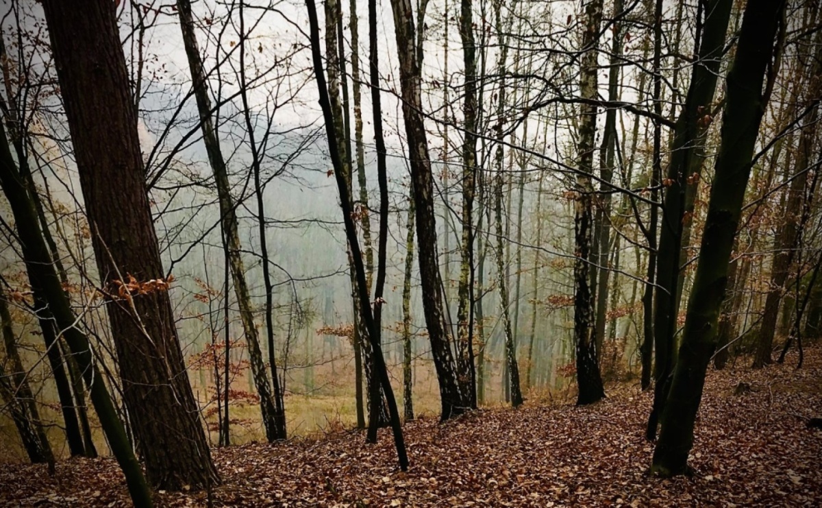 Masz wpływ na przyszłość lasów – trwa decydujący etap konsultacji w Nadleśnictwie Rybnik - Serwis informacyjny z Raciborza - naszraciborz.pl