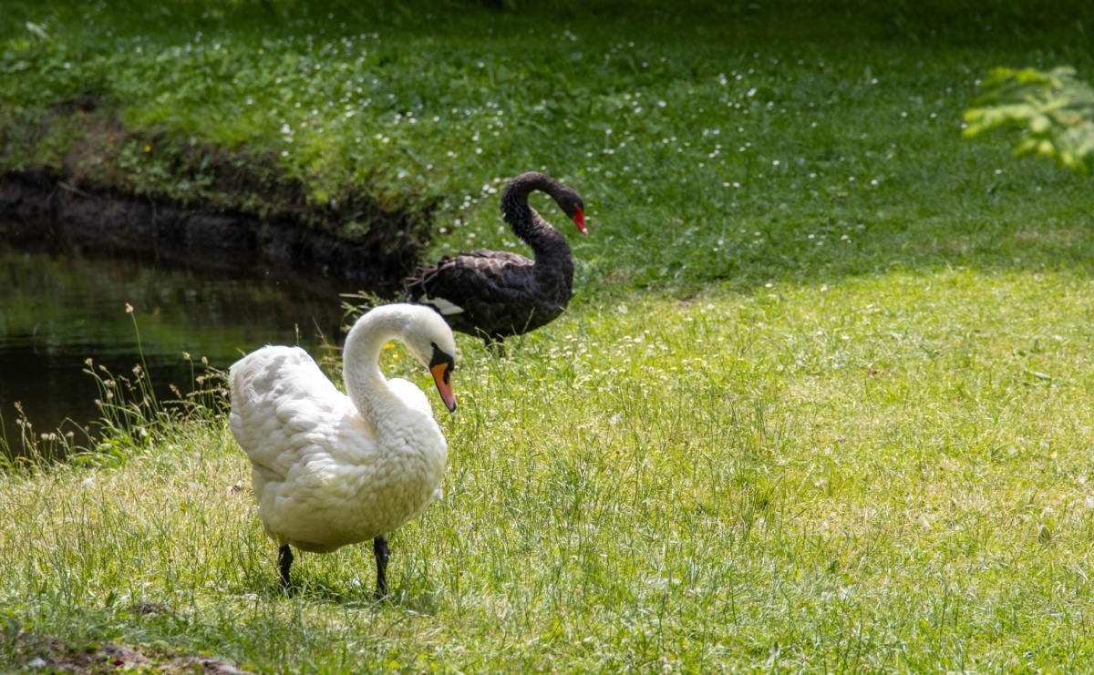 Łabędzie znów w Parku Zamkowym - Serwis informacyjny z Raciborza - naszraciborz.pl