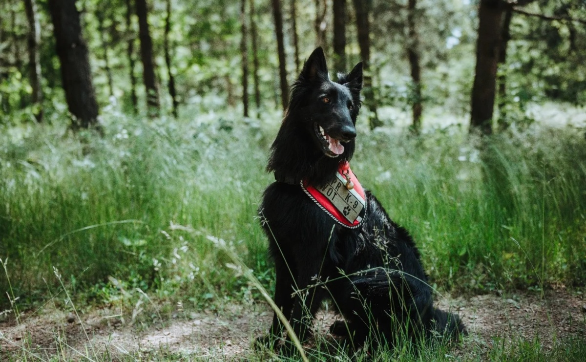 Żołnierz na czterech łapach, czyli nowy pies w służbie śląskich terytorialsów - Serwis informacyjny z Raciborza - naszraciborz.pl